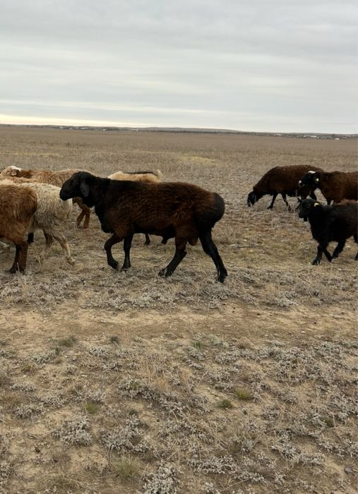 Кошкар (производитель) 100% рабочий.