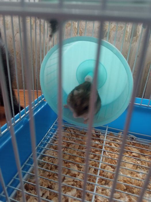 Хомяки с домом, милые пушистые