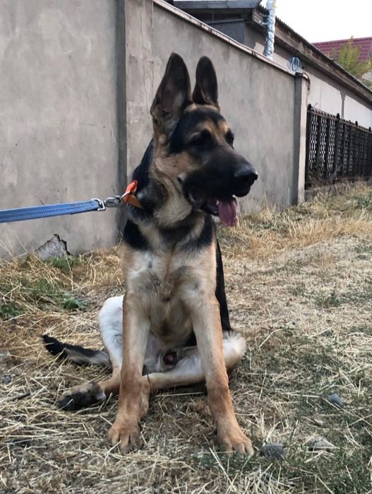 Вязка немецкой офчарки ГДР линии рабочего разведения.