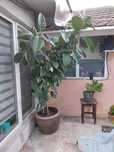 Vând Floare Ficus