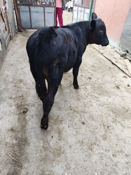 Vitel ANGUS -  Albastru belgian