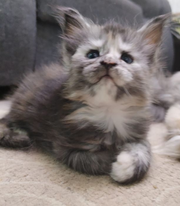 Продам Мейн кунчиков