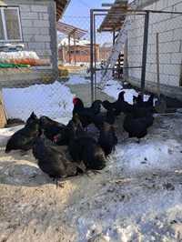 Ouă Australorp Negru