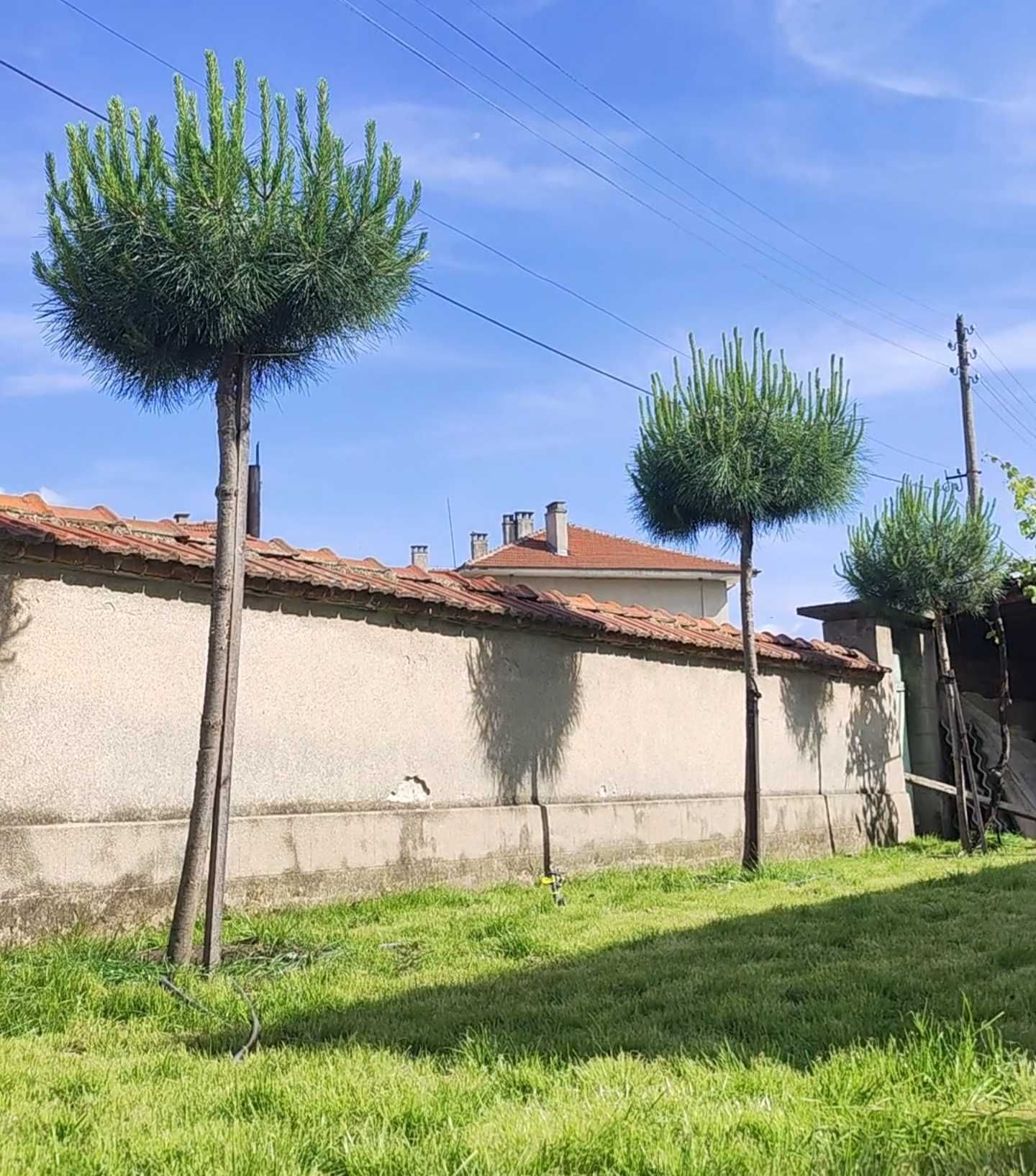 Piunus Pinea (италиански бор)