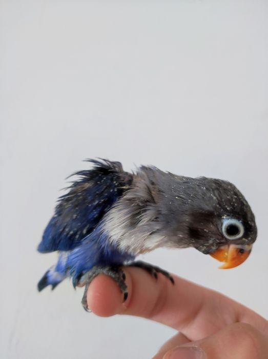 Nerazluchnik ruchnoy sotiladi