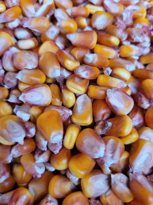 Porumb Malai Boabe de vanzare