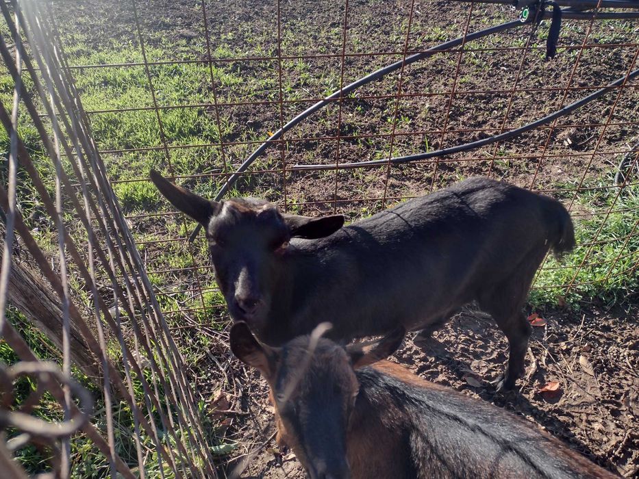 Ofer spre vânzare 2 ieduțe