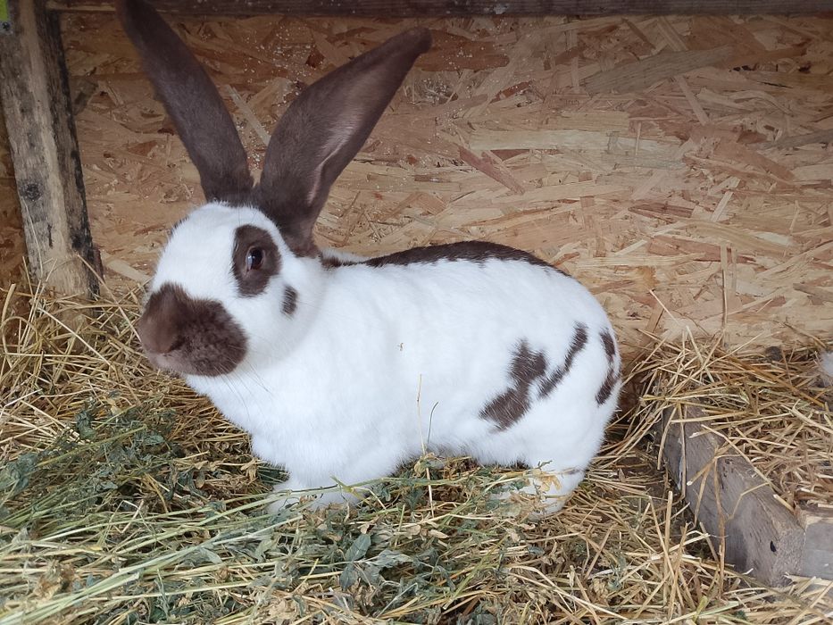 Vând femelă fluture german pe havana