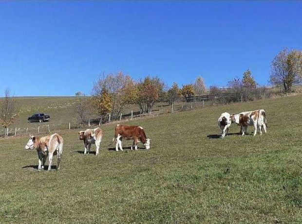Vând vaci bălțată românească