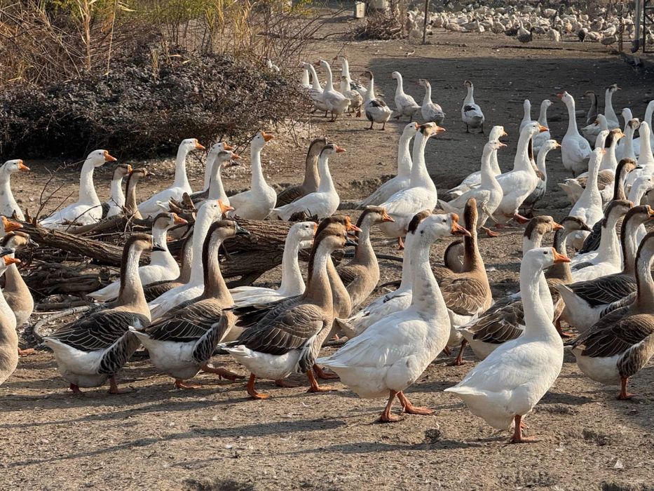 Gozlar sotiladi tuhumga krgan