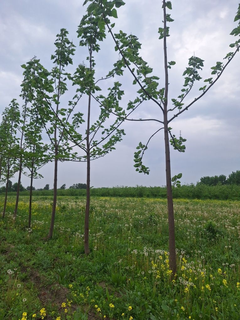 Павлония кучатлари бор.