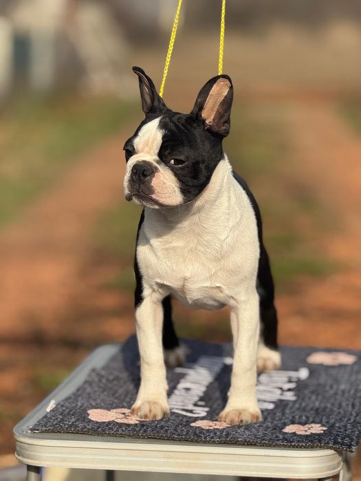 Pui mascul boston terrier