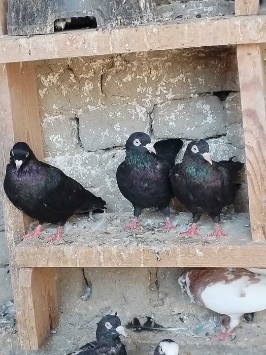 Пазарджишки гълъби