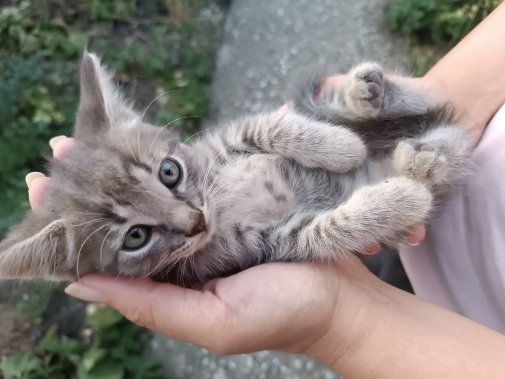 Котенца търсещи дом