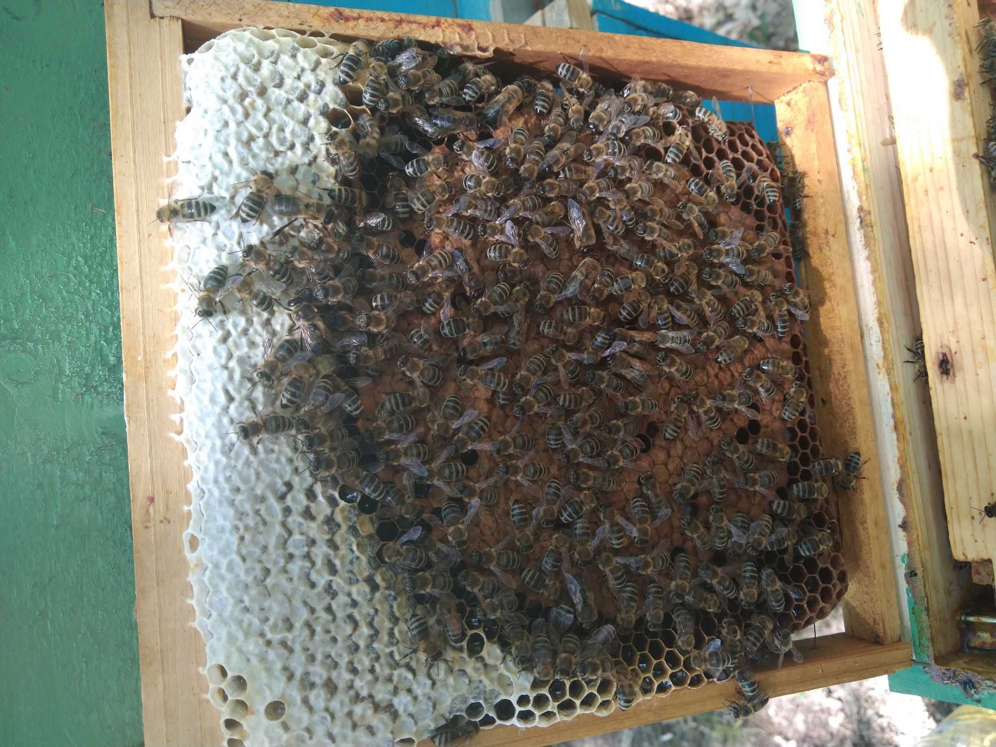 Биологични Пчелни майки и отводки от регистриран производител.