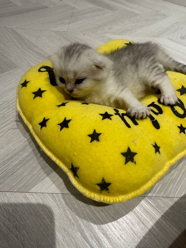 Продаются котятя