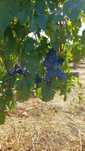Vand Struguri Vin Feteasca