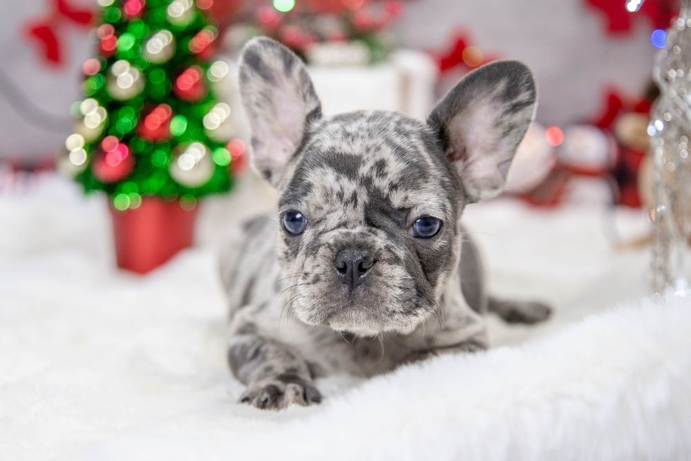 bulldog francez blue merle