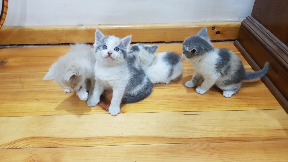 Отдам котят в хорошие руки.