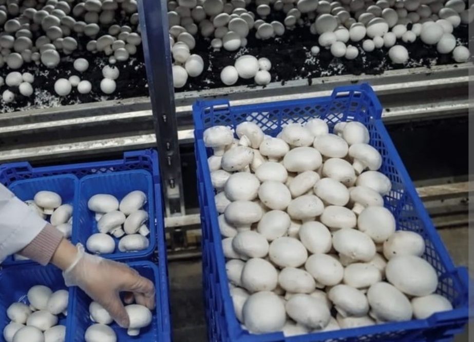 Ищем дистрибьютора грибы шампиньоны