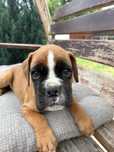 Pui Boxer German