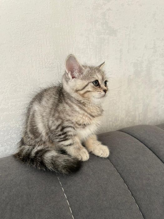 Котенок красивый