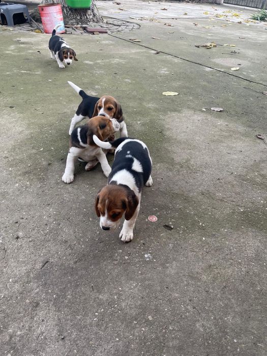 Instalator Sanitar la preturi avantajoase!