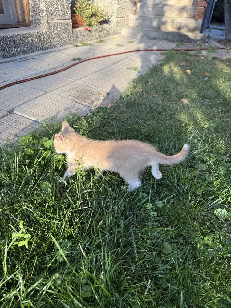 Продавам две котенца