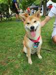 Shiba Inu mascul cu Pedigree Campion Junior