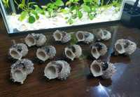 Морские раковины для танганьиканских ракушечников