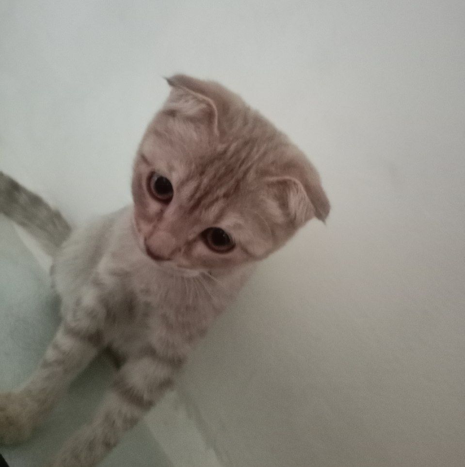 Aqili mushuk srochna sotiladi omoqchi bosela aloqaga chqila