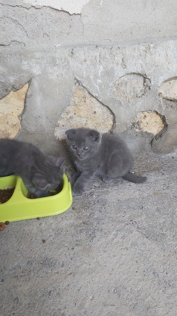 British Shorthair Mushuk