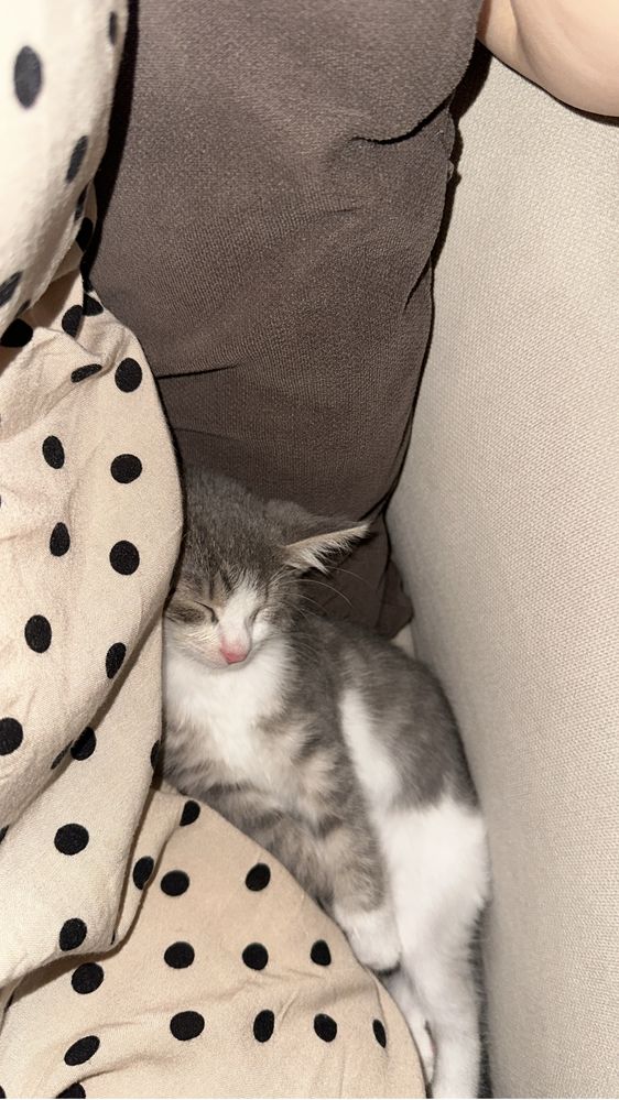 Котенок в добрые руки