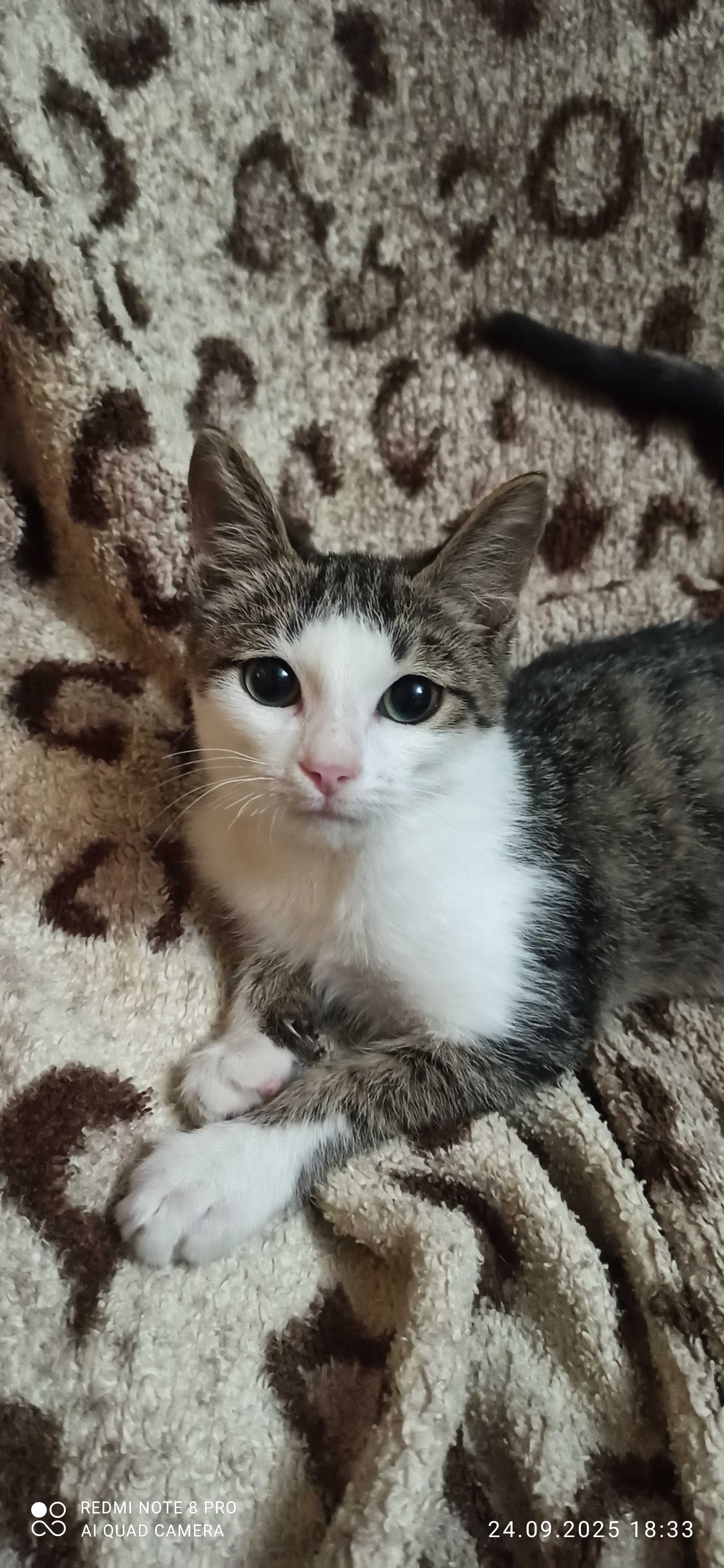 Котенок 3 месяца ищет дом и заботливые руки.
