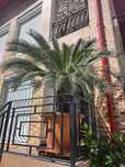 Vand 1 portocal+1 palmier Cycas