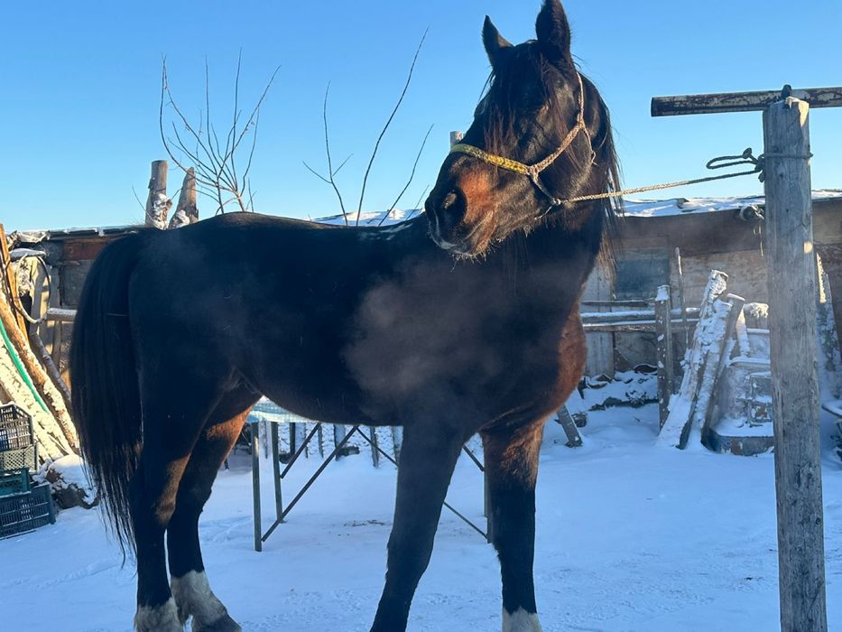 Продам жеребца! Табун держит отлично