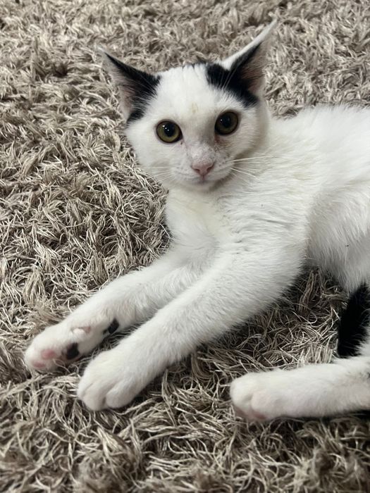 Pisicuta iubitoare cauta o casa plina de dragoste