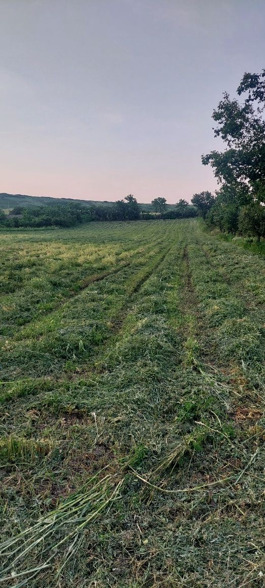 Baloti Mazare pastai 130 buc