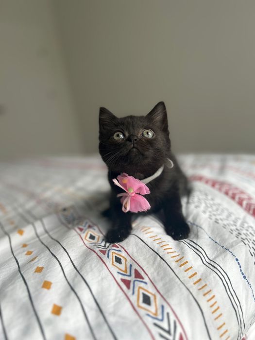 British shorthair