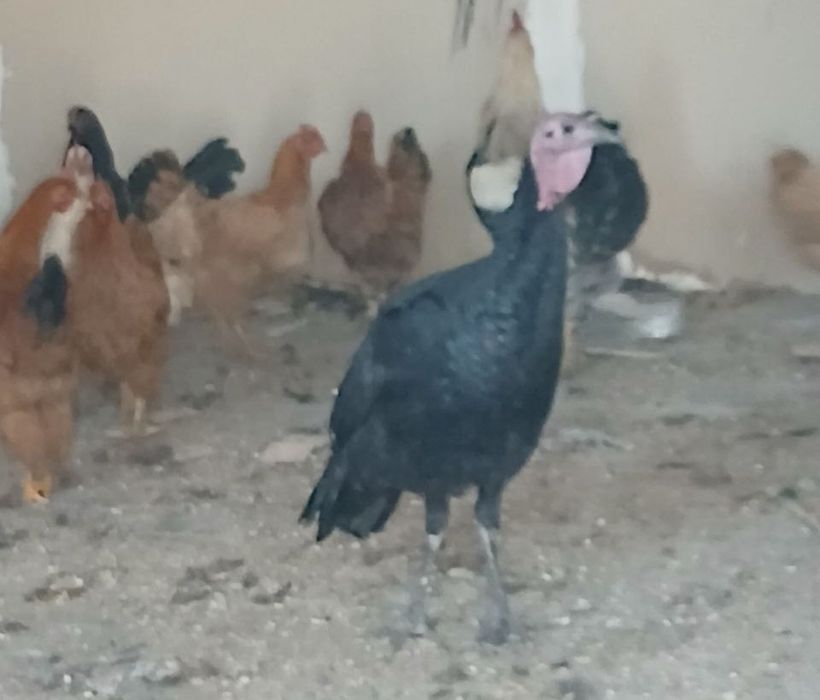 Срочно Сотилади аралаш курка товук хуроз