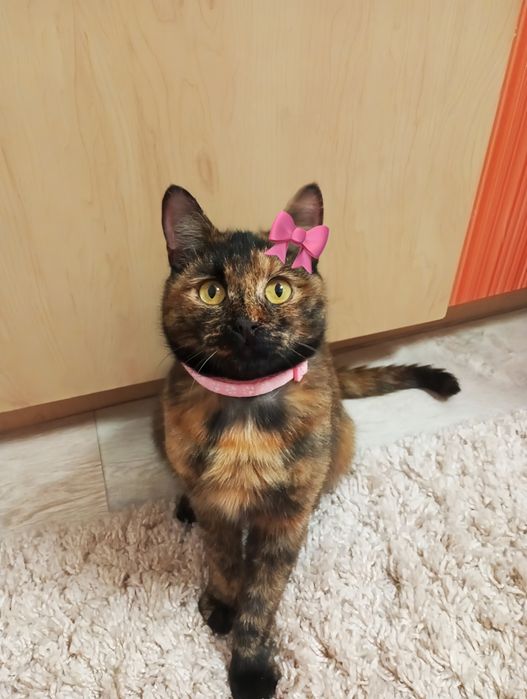 Срочно! Стерилизованая красавица