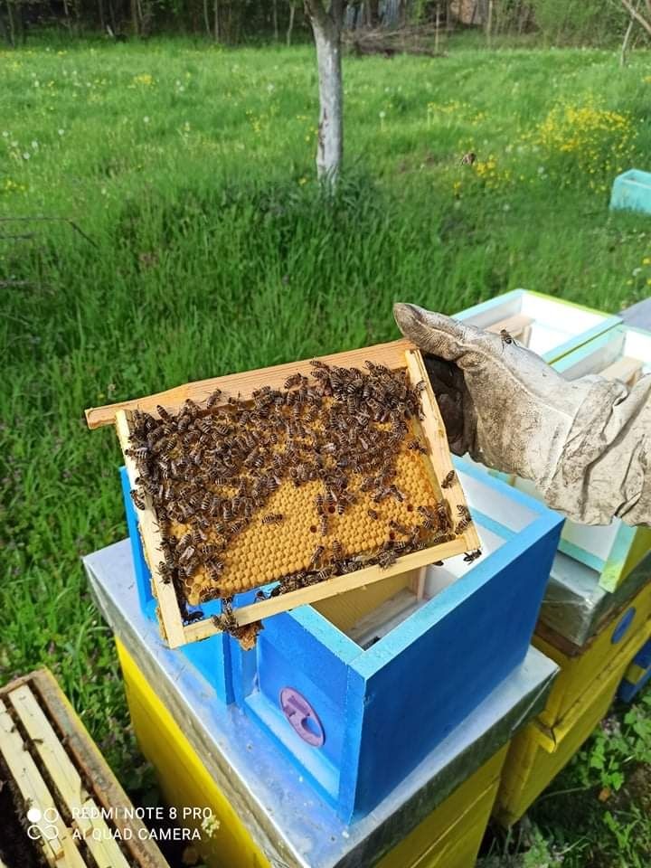 Биологични пчелни майки, отводки и пило с пчели от лицензиран  произво