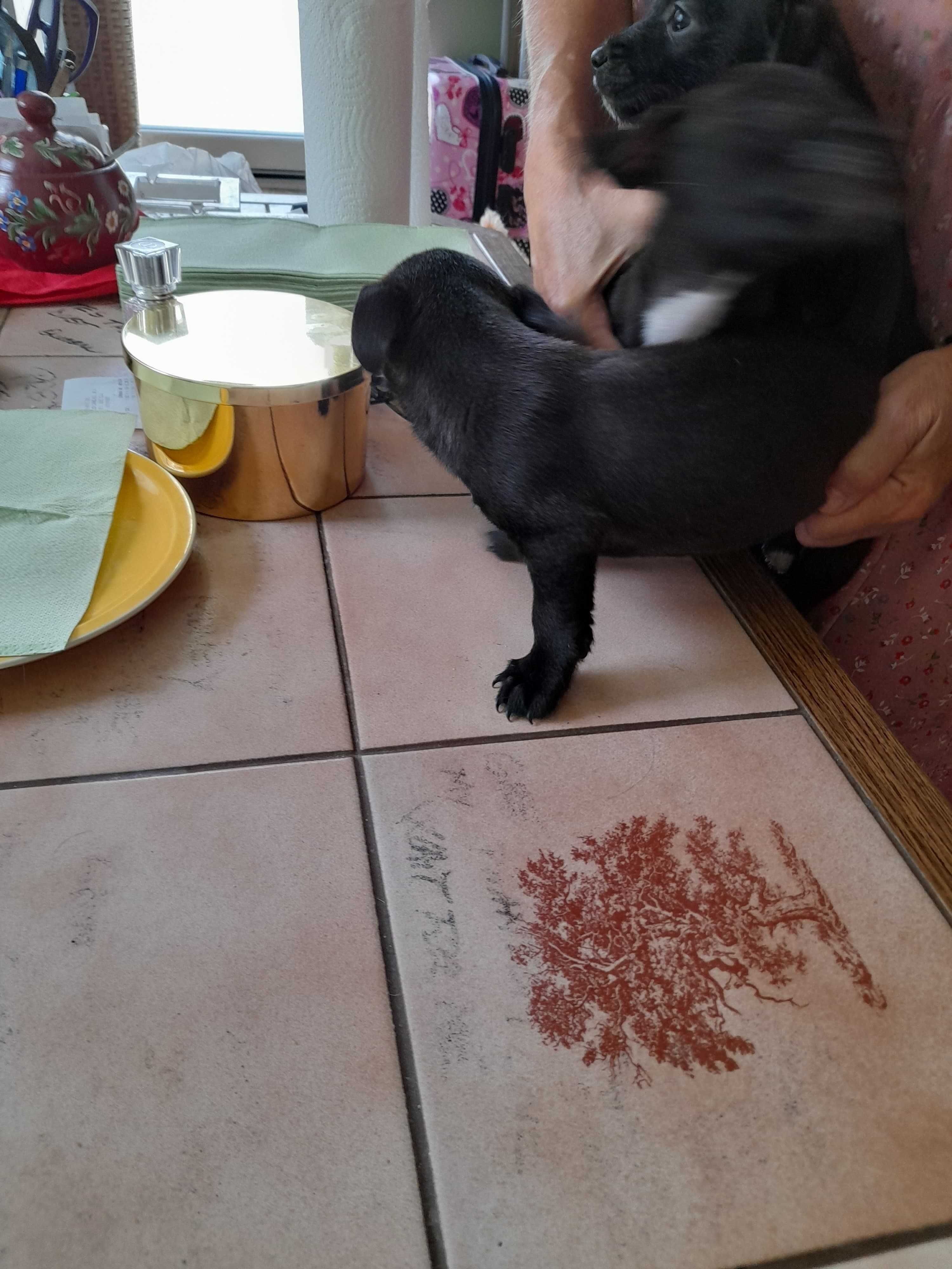 donez fetite de jack russel terrier metis