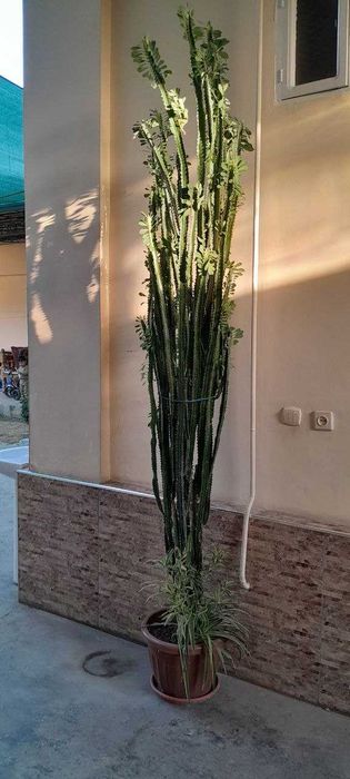 Гул катта улчамда