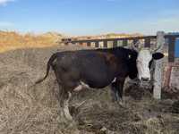 Продам 2 коровы одна родила, вторая в положении разведение хозяйство