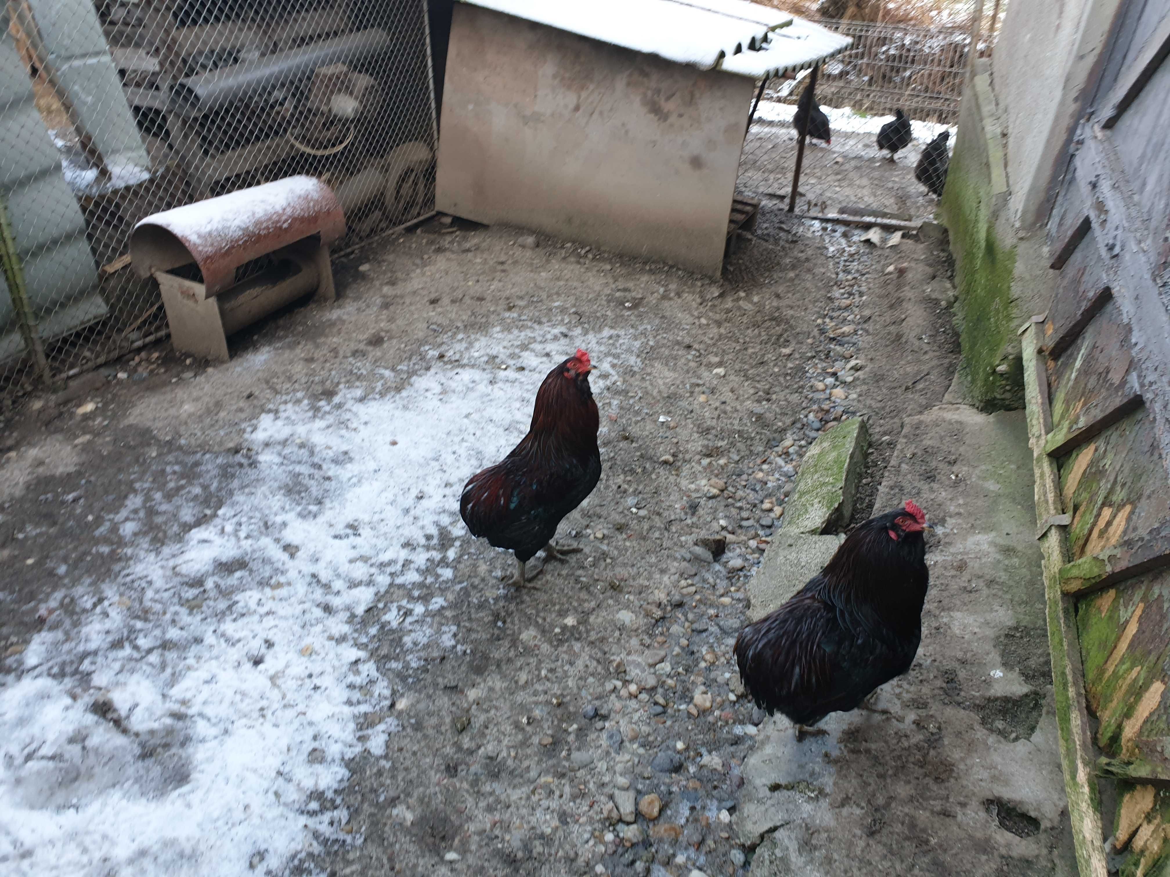 Cocoși de rasă Araucana potarnichiu sălbatic 2023