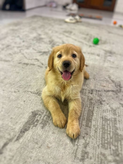 Vând golden retriever