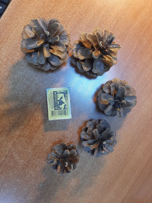 Шишки, 30 штук за 1000 тг