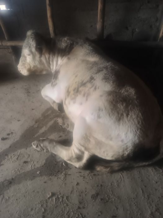 Taur belgian pe roșu