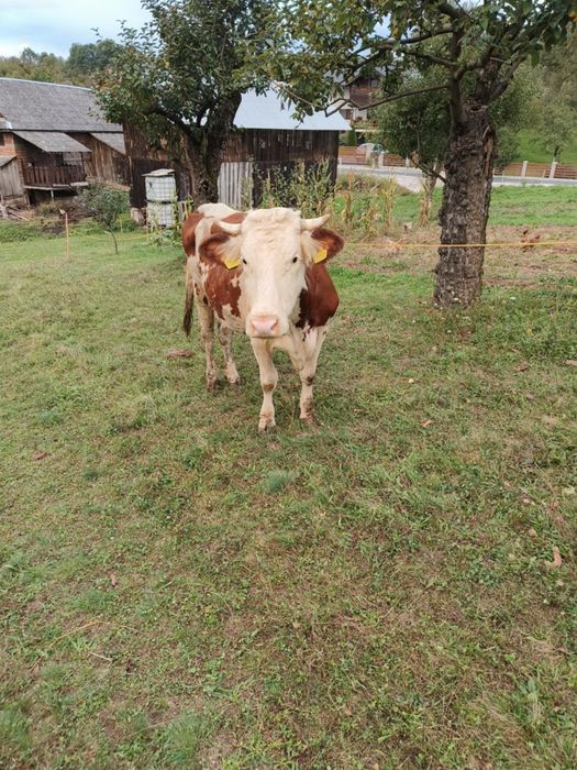 Vând vacă de 5 anii ,gestantă de 4 săptămâni, blândă pascatoare, sta î